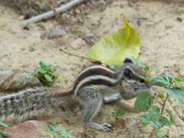 900 20170729 New Delhi Fort Rouge 114