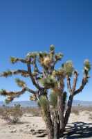 18_06_01 désert de Moravie et Victorville00030