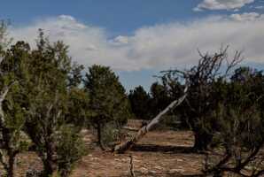 18_06_02 Grand Canyon00045