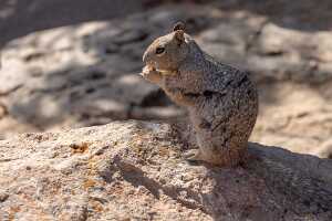 18_06_02 Grand Canyon00048