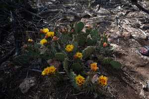 18_06_02 Grand Canyon00051