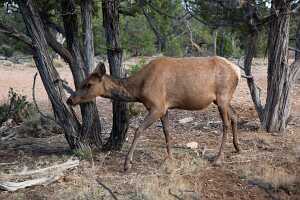 18_06_02 Grand Canyon00054