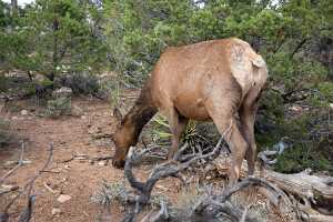 18_06_02 Grand Canyon00055