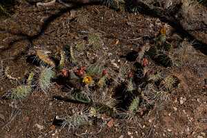 18_06_03 Grand Canyon00073