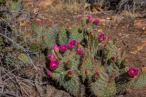 18_06_03 Grand Canyon00076