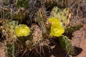 18_06_03 vers le territoire Navajo00078