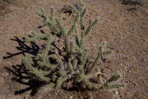 18_06_07 Death Valey00198