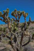 18_06_07 Death Valey00199