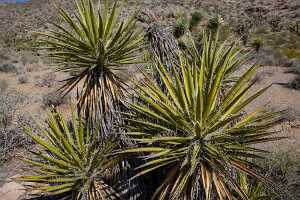 18_06_07 Death Valey00200