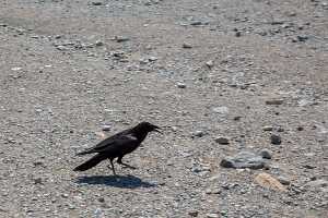 18_06_07 Death Valey00208