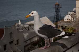 18_06_09 SF Alcatraz00269