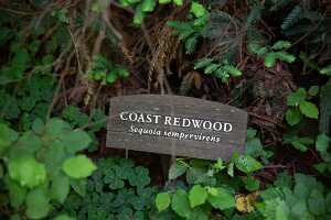 18_06_09 SF Muir Woods00251