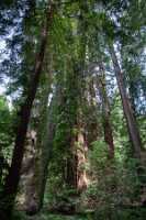 18_06_09 SF Muir Woods00253