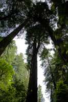 18_06_09 SF Muir Woods00254