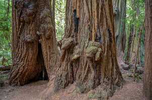 18_06_09 SF Muir Woods00255