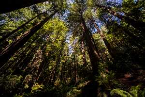 18_06_09 SF Muir Woods00256