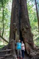 18_06_09 SF Muir Woods00258