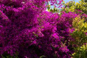 18_06_10 Cable Car et visite SF Pier 3900277