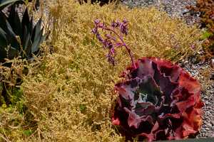 18_06_10 Cable Car et visite SF Pier 3900286