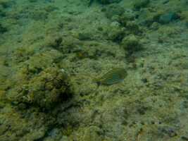 18_03_03 Philippines-00082