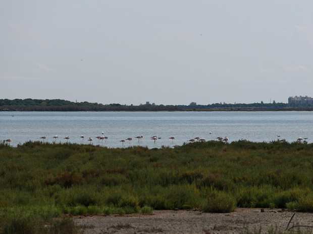 camargue-mudaison 2021