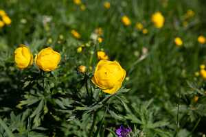 18_06_25 Chemin des crevasses00025