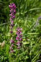 18_06_25 Chemin des crevasses00028