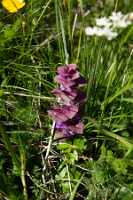 18_06_25 Chemin des crevasses00029