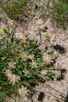 18_06_25 Chemin des crevasses00030