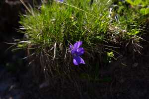 18_06_25 Chemin des crevasses00031