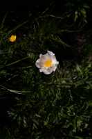 18_06_25 Chemin des crevasses00032