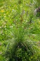 18_06_25 Chemin des crevasses00033