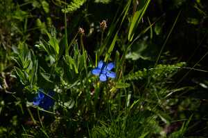 18_06_25 Chemin des crevasses00035