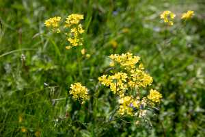 18_06_25 Chemin des crevasses00037