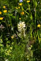 18_06_25 Chemin des crevasses00038