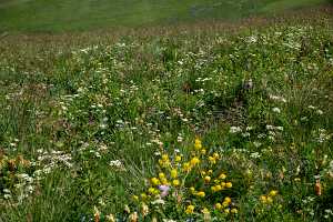 18_06_25 Chemin des crevasses00039