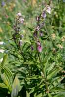 18_06_25 Chemin des crevasses00040