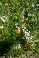 18_06_25 Chemin des crevasses00042