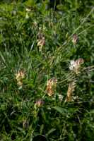 18_06_25 Chemin des crevasses00043