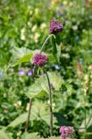 18_06_25 Chemin des crevasses00044