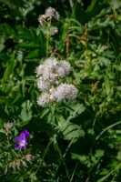 18_06_25 Chemin des crevasses00045