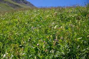 18_06_25 Chemin des crevasses00046