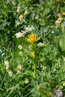 18_06_25 Chemin des crevasses00047