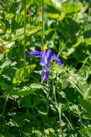 18_06_25 Chemin des crevasses00048