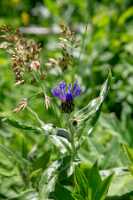 18_06_25 Chemin des crevasses00049