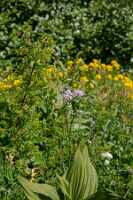 18_06_25 Chemin des crevasses00051