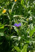 18_06_25 Chemin des crevasses00052