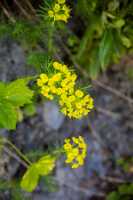 18_06_25 Chemin des crevasses00053