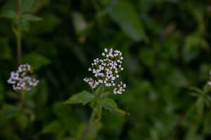 18_06_25 Chemin des crevasses00054