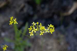 18_06_25 Chemin des crevasses00055